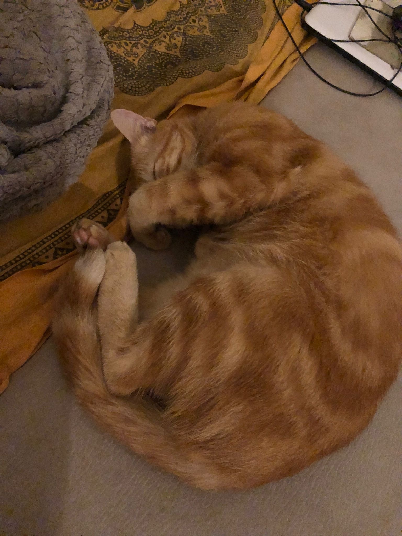 Profil de Dia, 20 ans, Annonce Gay à Hoscheid