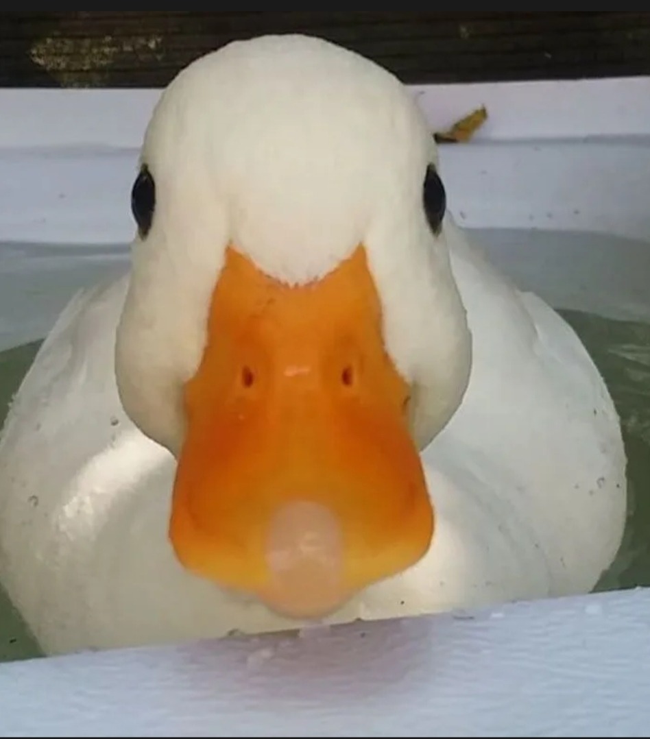 Profil de Fariss, 21 ans, Annonce Gay à Sassel