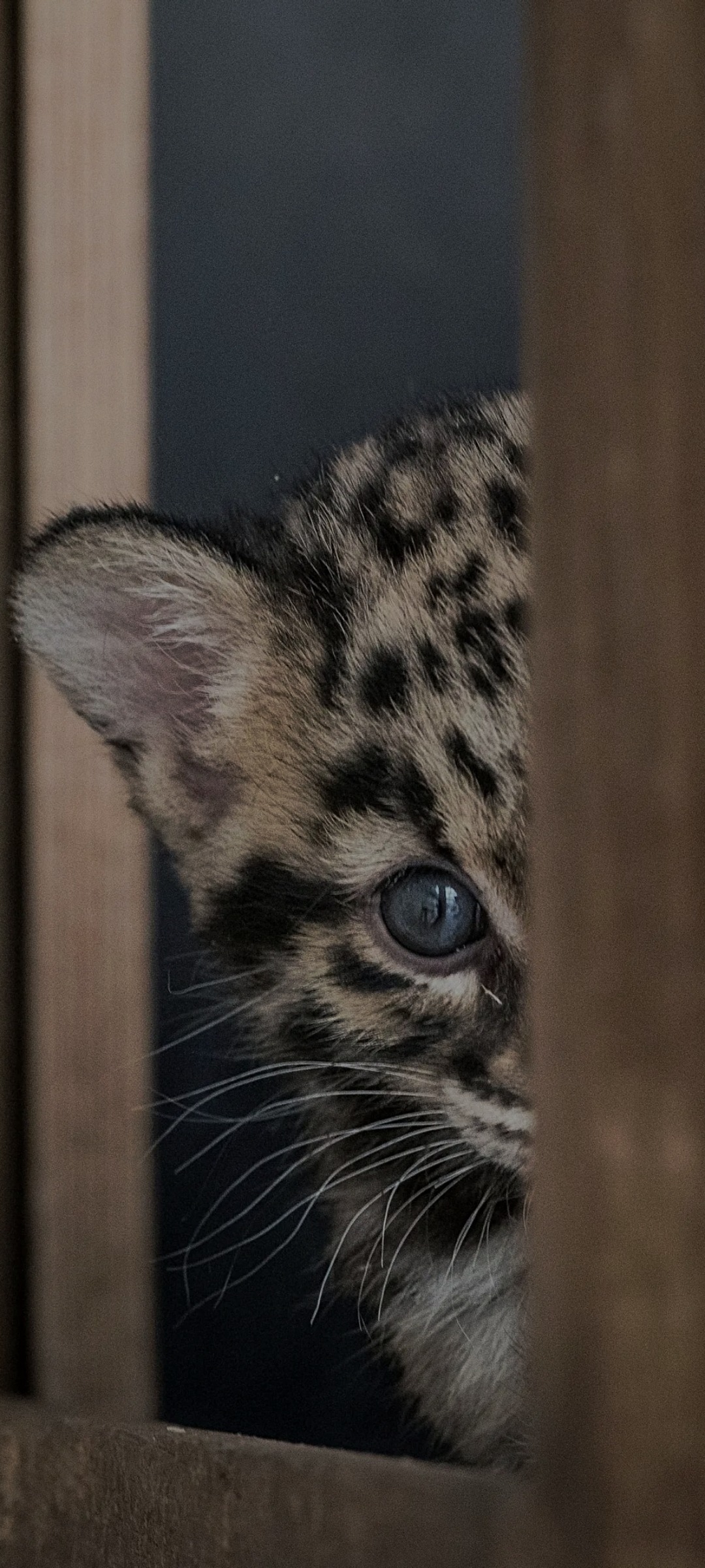 Profil de Kyrian, 39 ans, Annonce Gay à Breidfeld